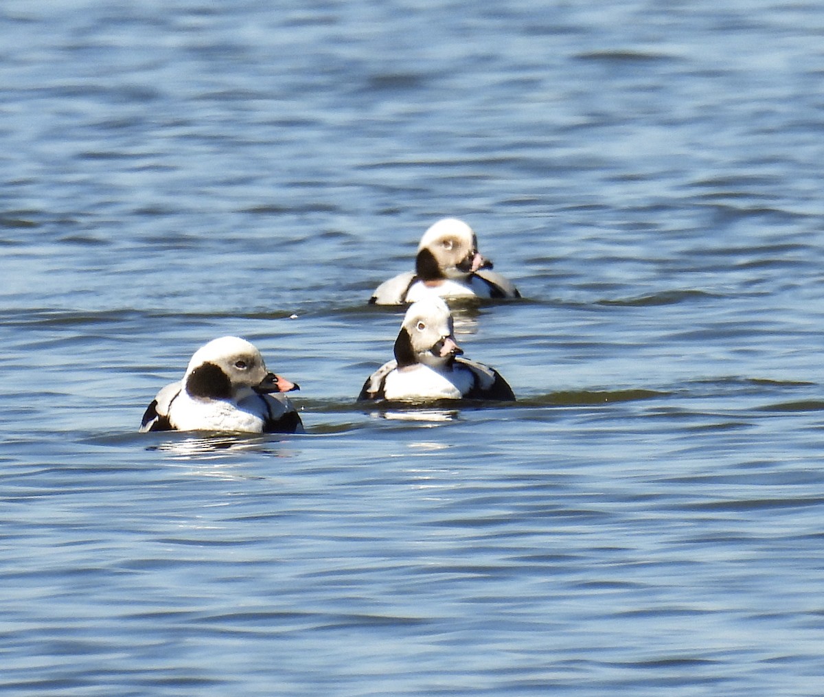 Long-tailed Duck - ML555722401