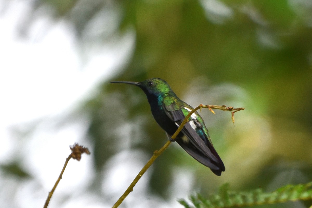 kolibřík tropický - ML555722681