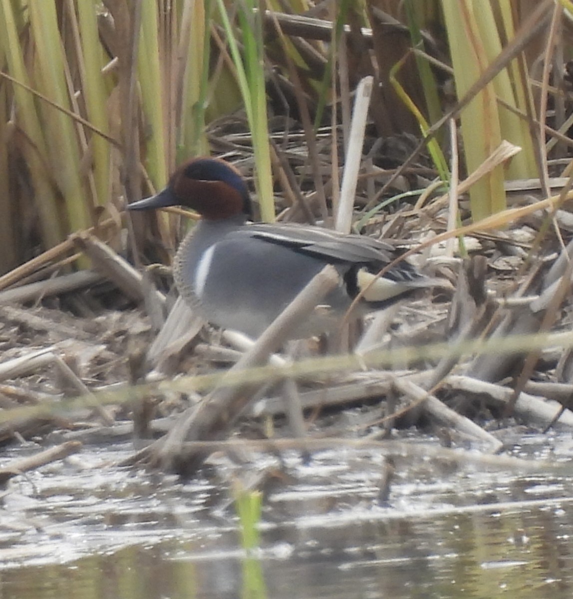 Green-winged Teal - ML555722751