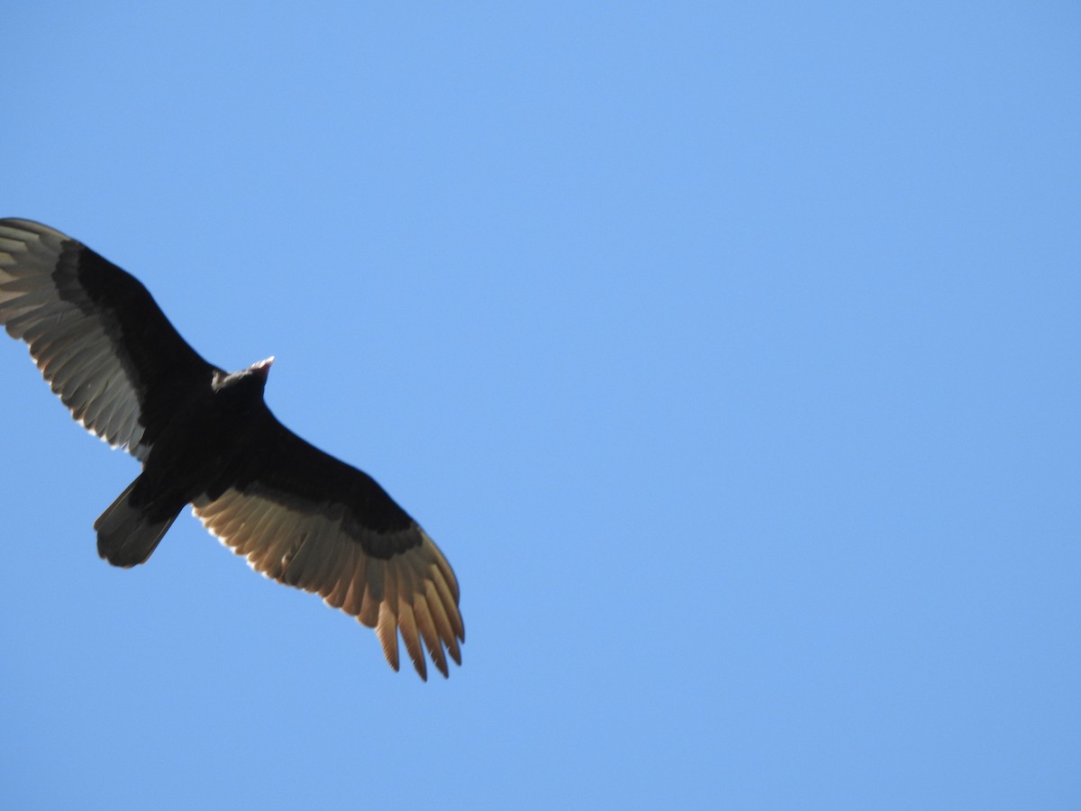 Turkey Vulture - ML555725191