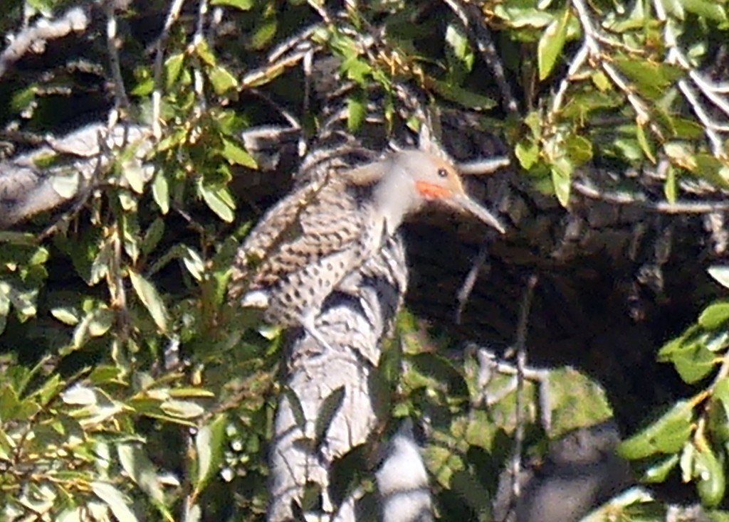 Northern Flicker - ML555725531