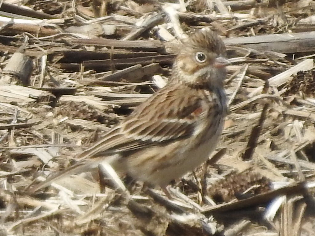 Vesper Sparrow - ML555725551