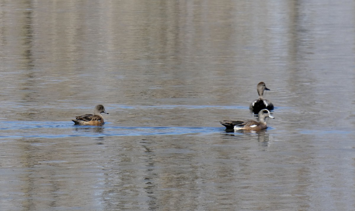 American Wigeon - ML555725611