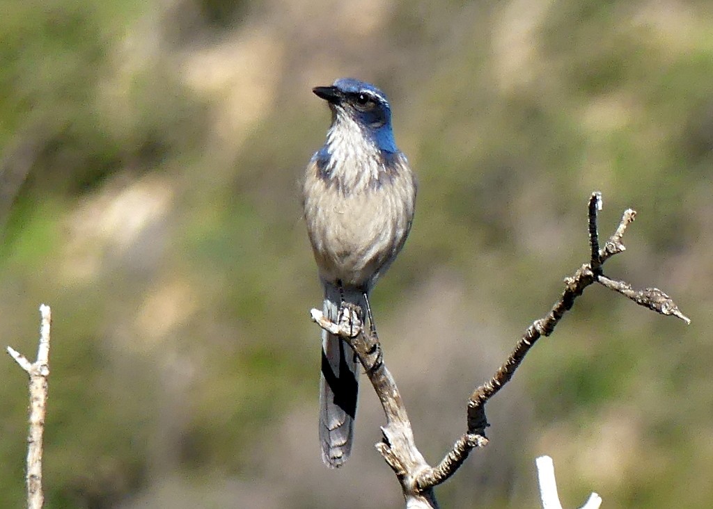 California Scrub-Jay - ML555725901