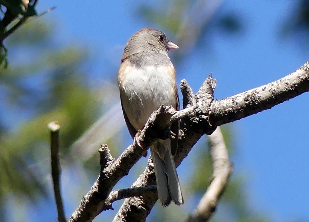 Dark-eyed Junco - Femi Faminu