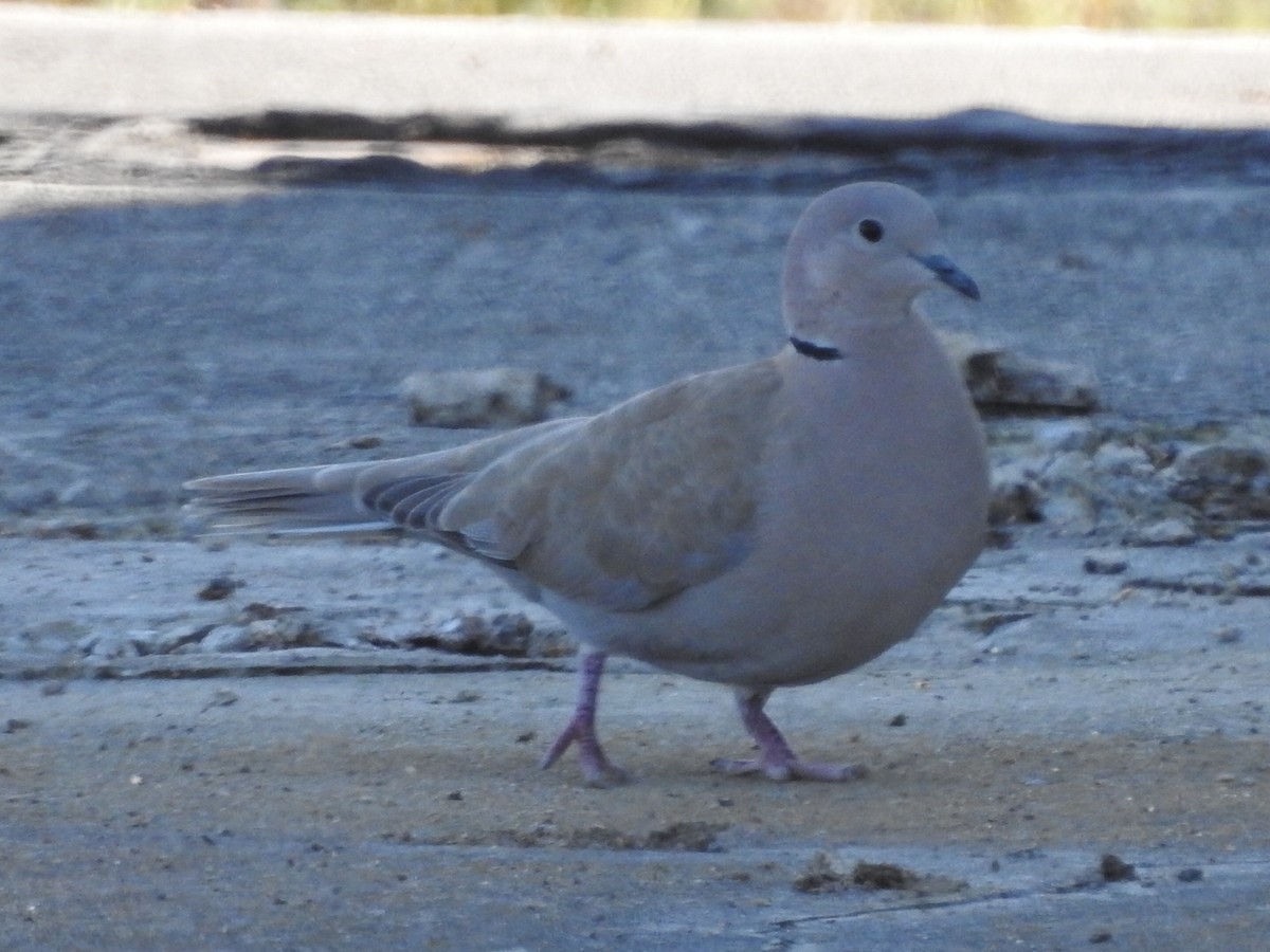 Eurasian Collared-Dove - ML555727271