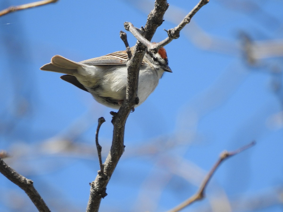 Chipping Sparrow - ML555727351