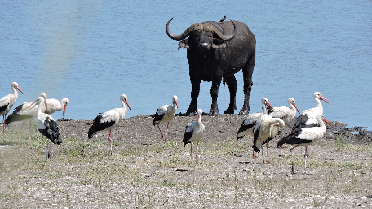 Marabou Stork - ML555727411