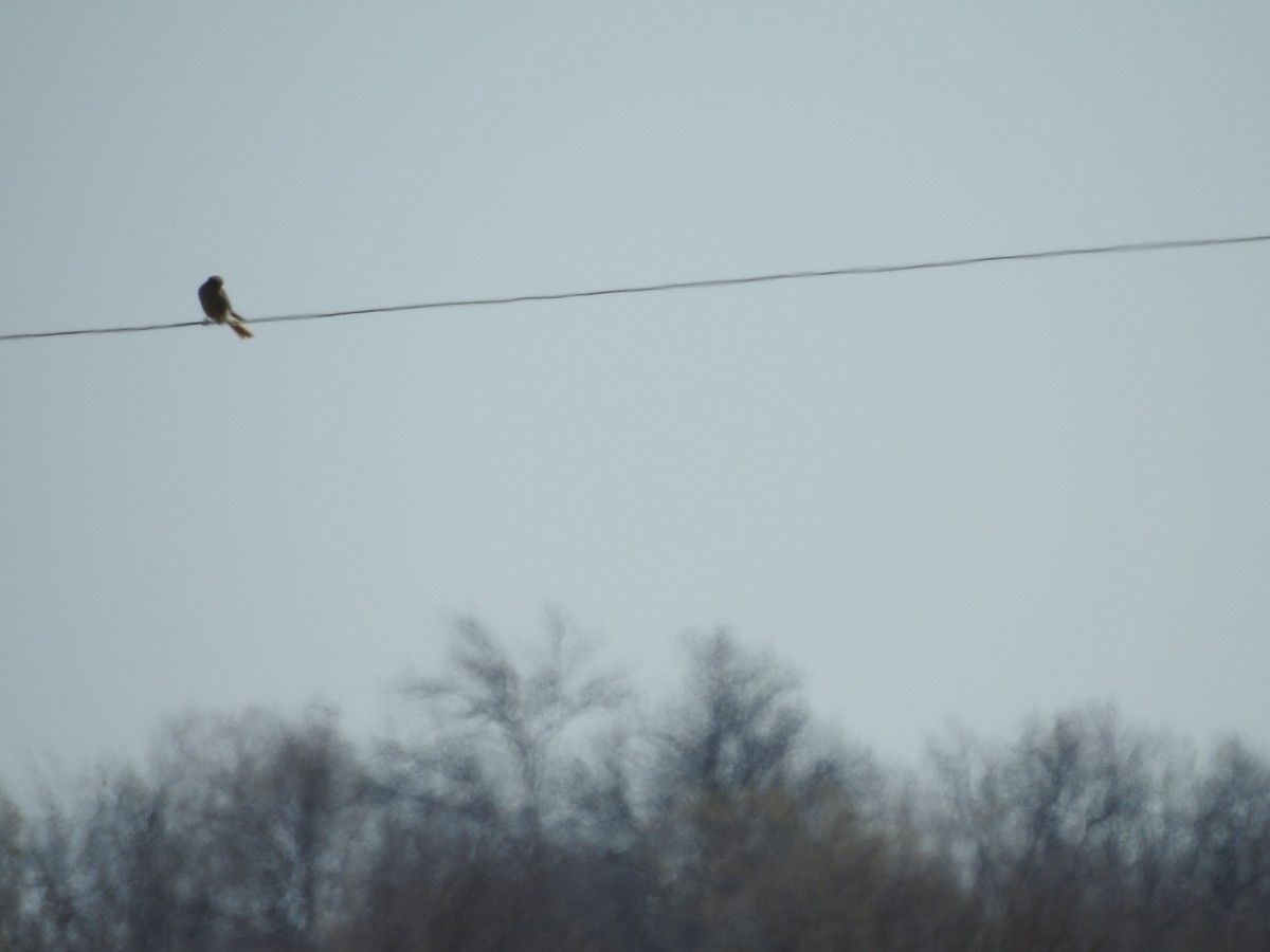 American Kestrel - ML555727541