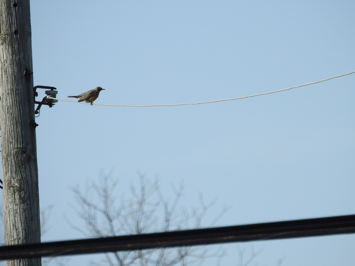 American Robin - ML555727671