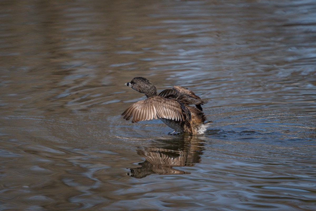 Pied-billed Grebe - ML555728111