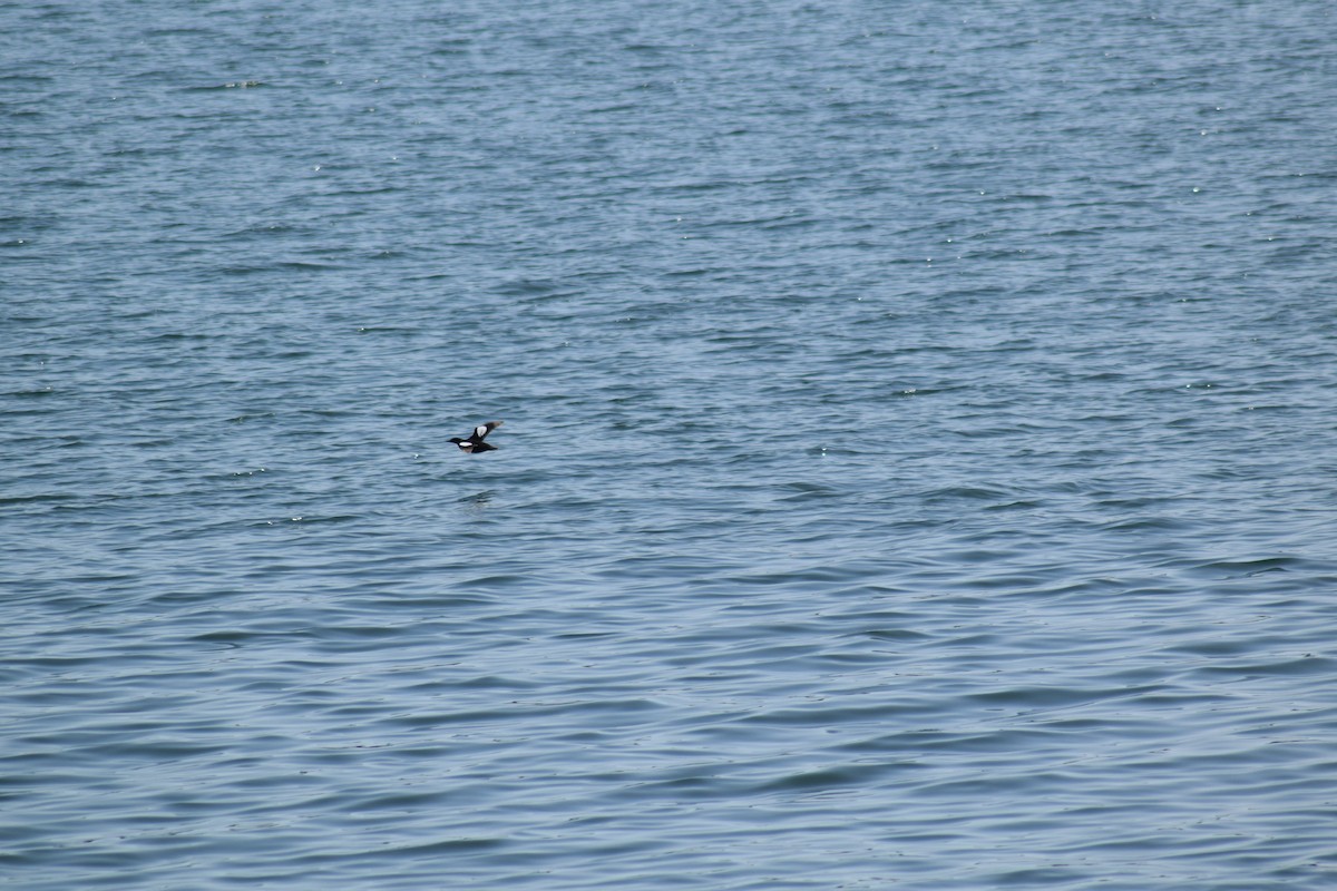 Black Guillemot - ML555728201