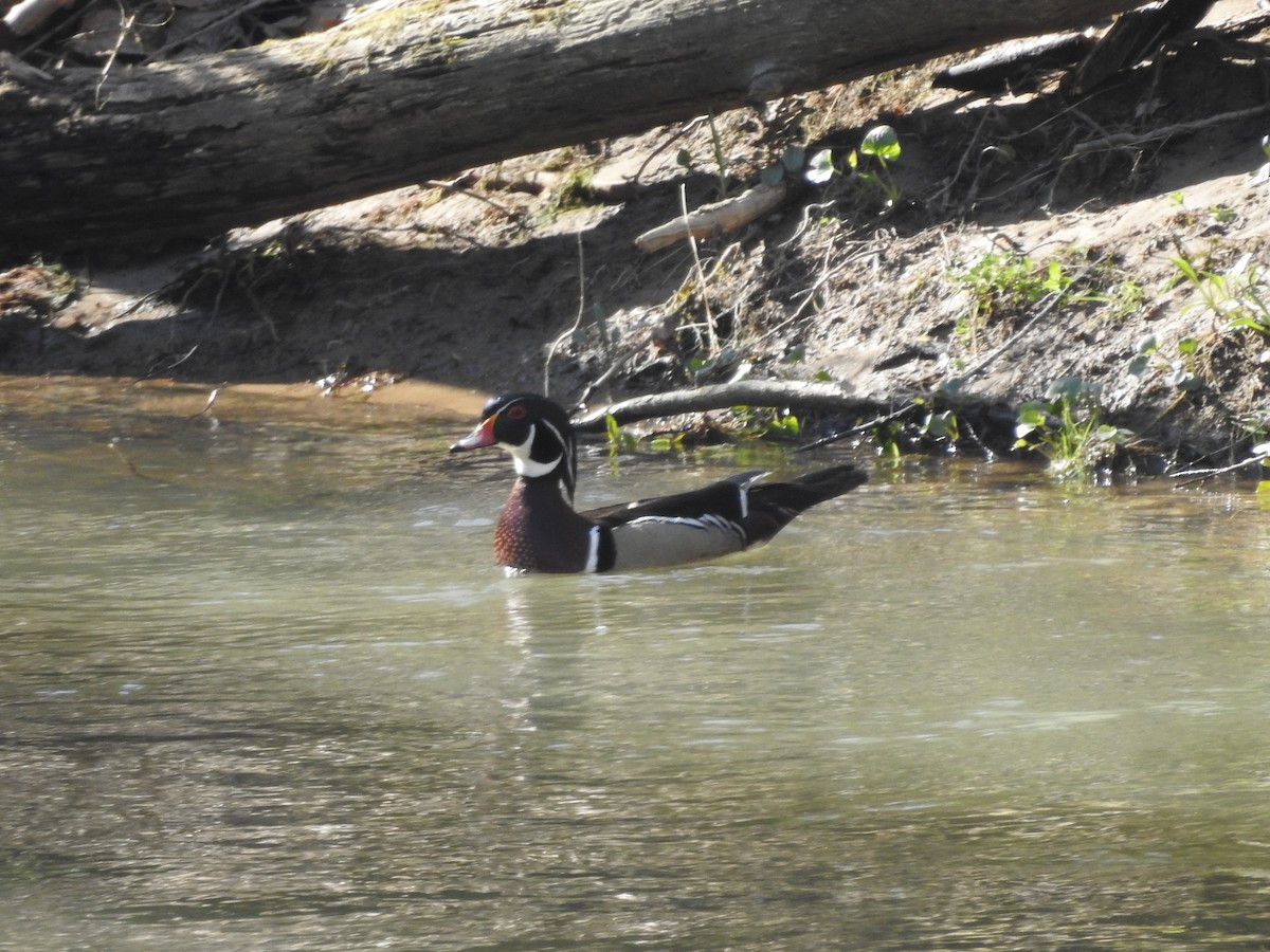 Wood Duck - ML555728261