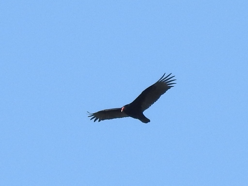 Turkey Vulture - ML555728471