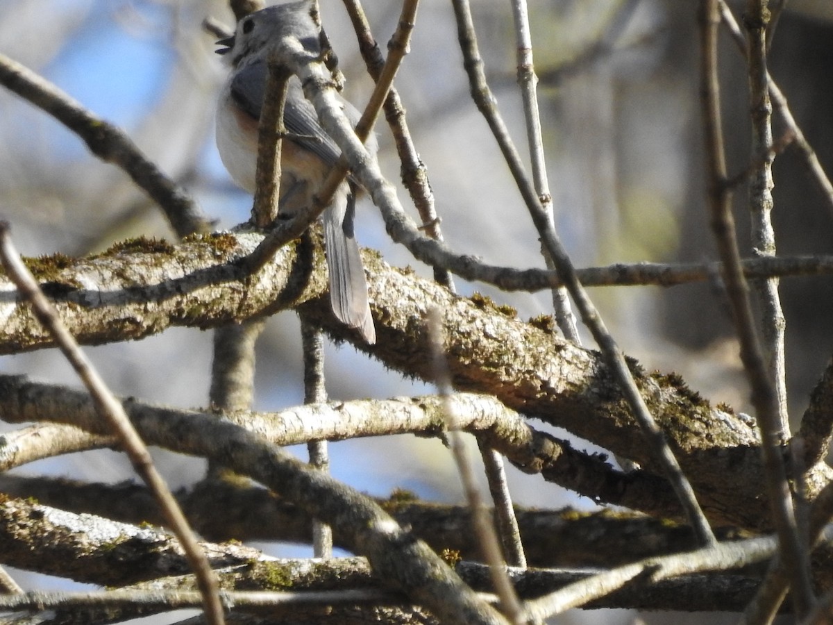 Tufted Titmouse - ML555728731