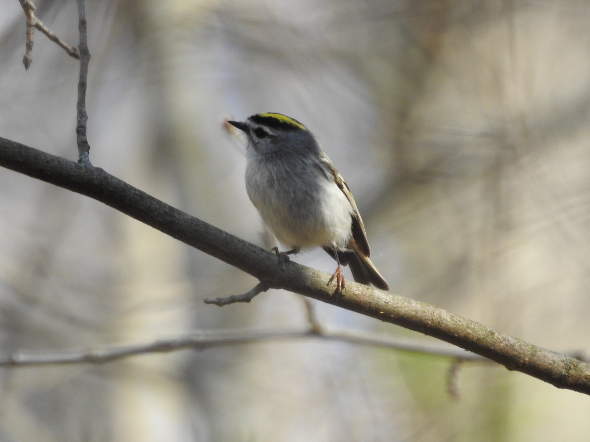 Golden-crowned Kinglet - ML555728831