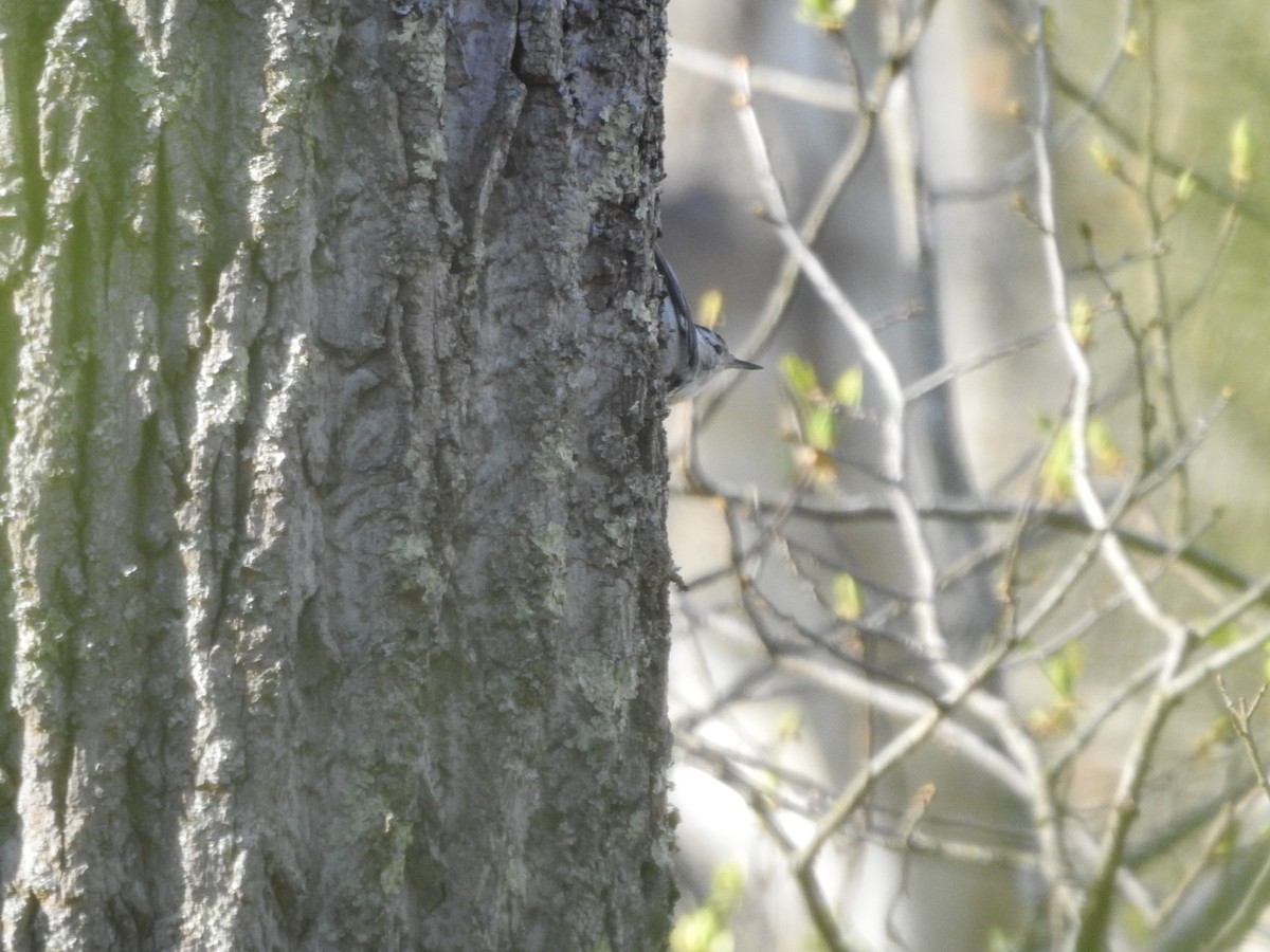 White-breasted Nuthatch - ML555729081