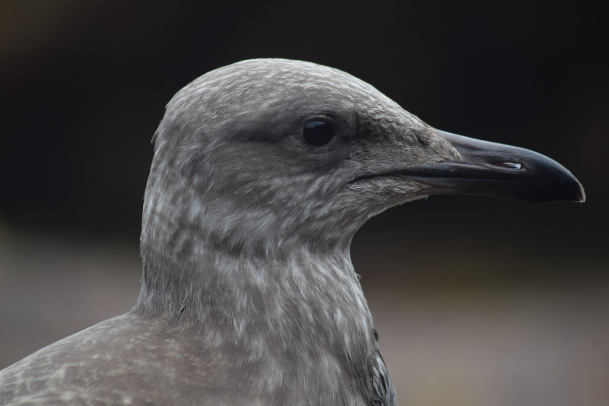 Goéland argenté - ML555729181