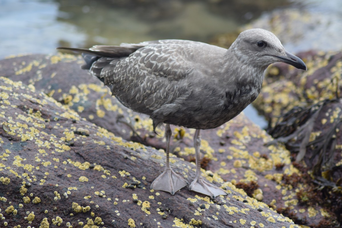 Herring Gull - ML555729201