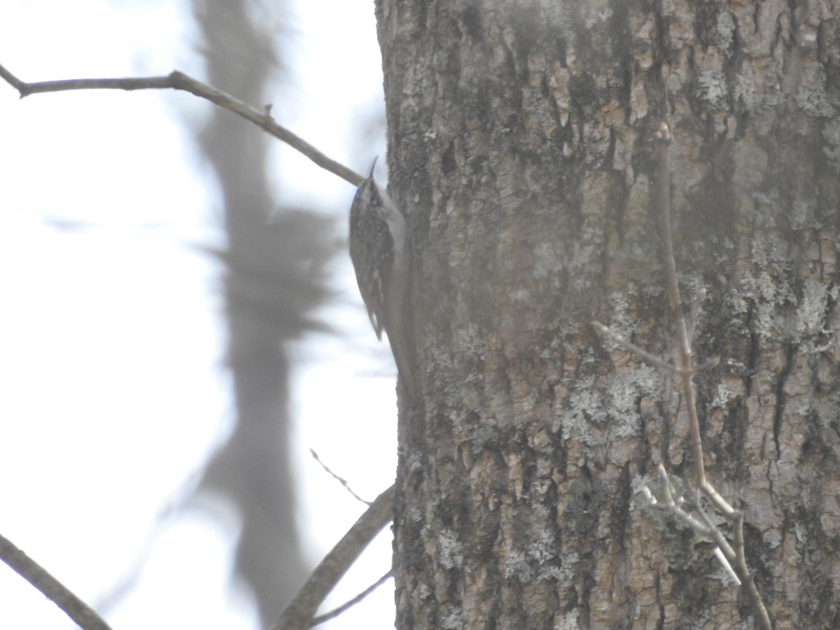 Brown Creeper - ML555729271