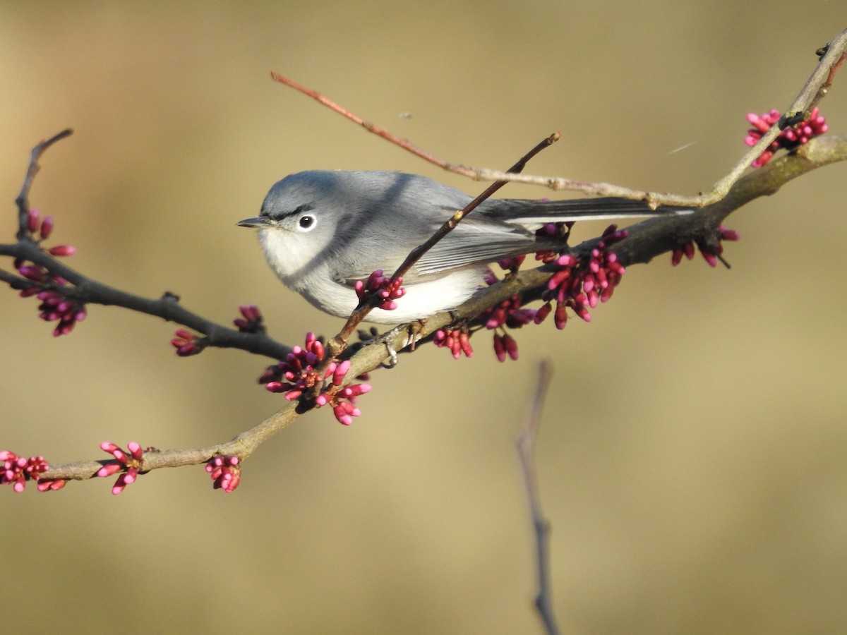 Blue-gray Gnatcatcher - ML555729421