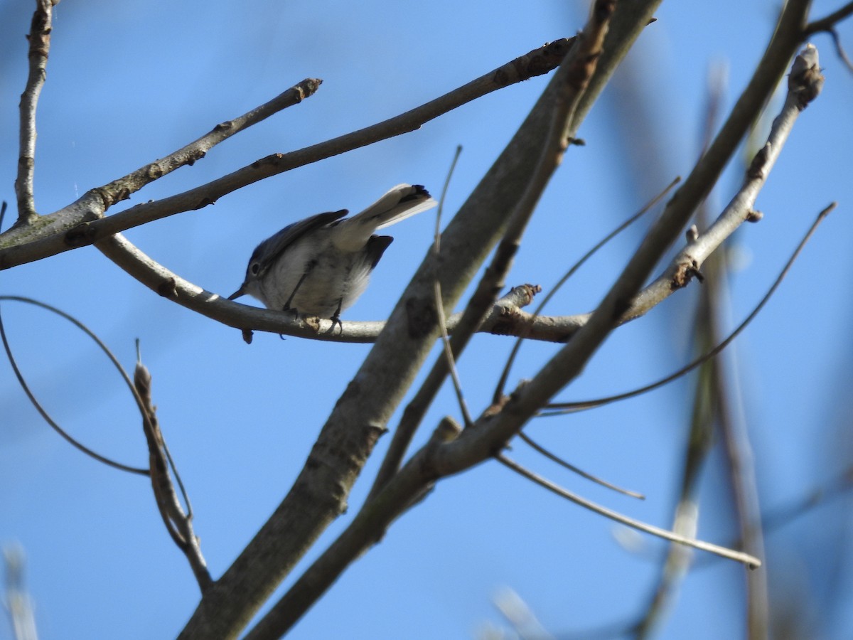 Blue-gray Gnatcatcher - ML555729581