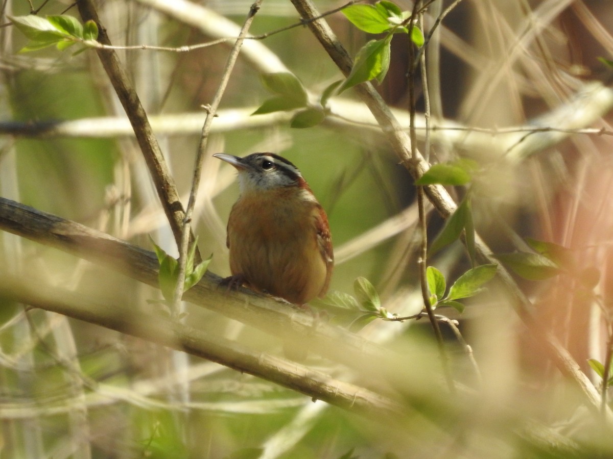 Carolina Wren - ML555729691