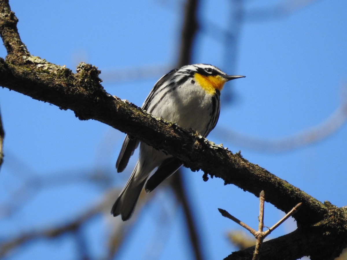 Yellow-throated Warbler - ML555729871