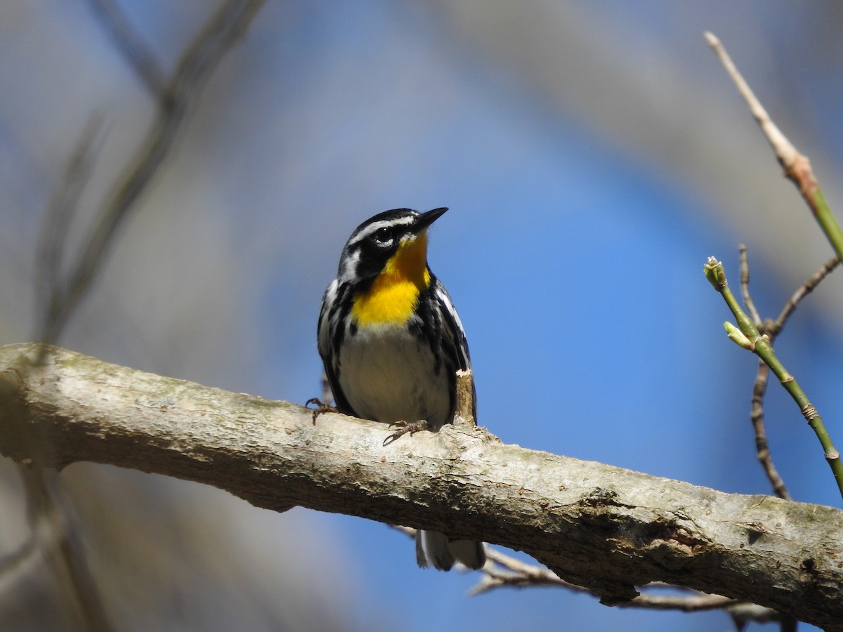 Yellow-throated Warbler - ML555730011