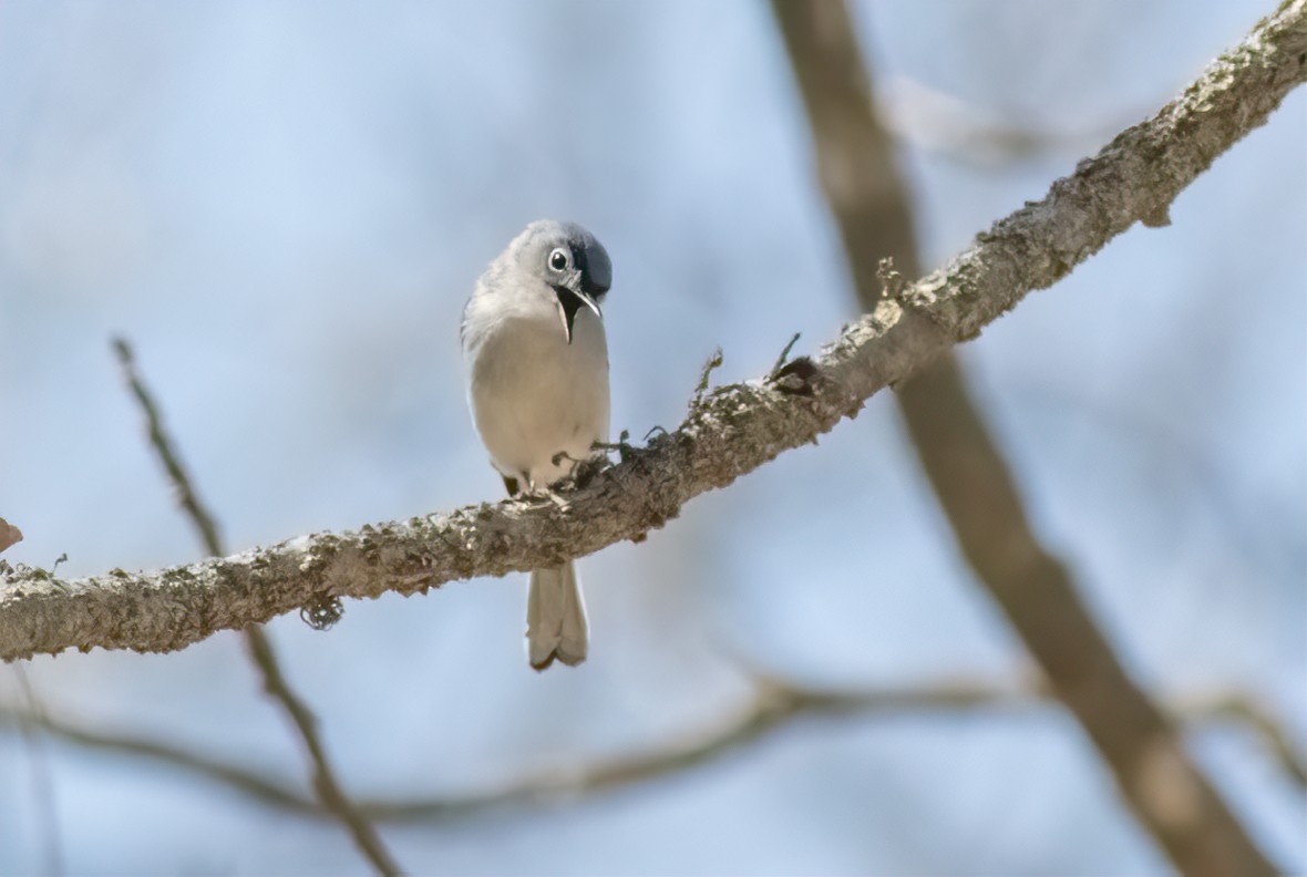 Blue-gray Gnatcatcher - ML555730831