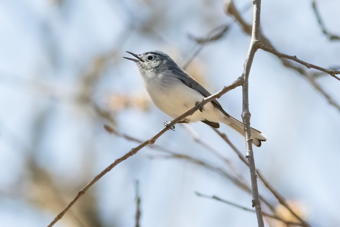 ברחשית כחלחלה - ML555730841