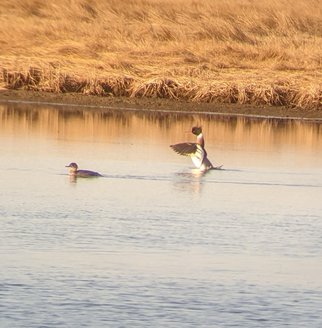 Red-breasted Merganser - ML555731001