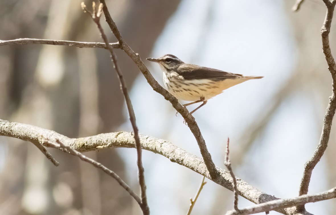 Louisiana Waterthrush - ML555731061