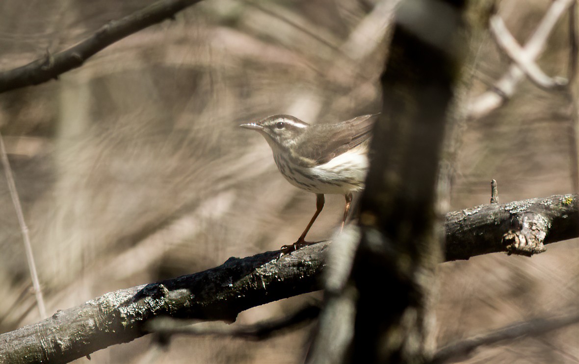 Louisiana Waterthrush - ML555731571