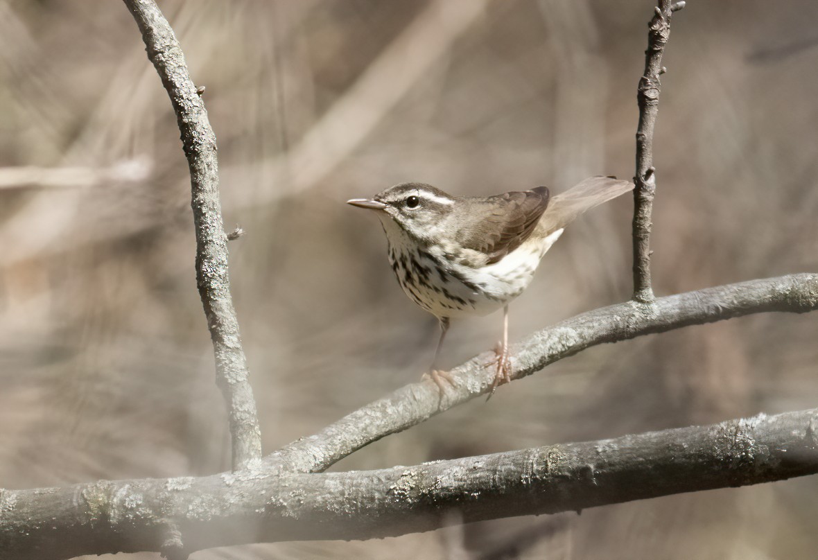 Louisiana Waterthrush - Jay Gilliam