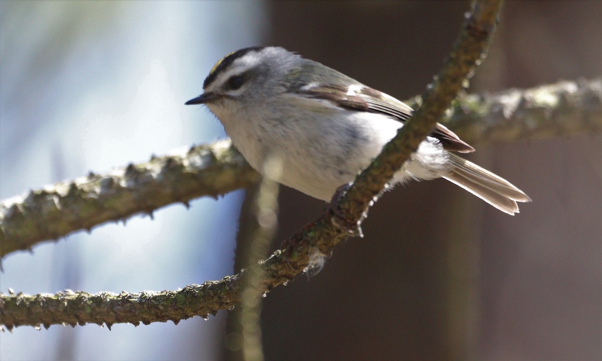 Golden-crowned Kinglet - ML555731731