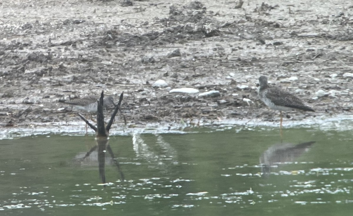 Lesser Yellowlegs - ML555731891