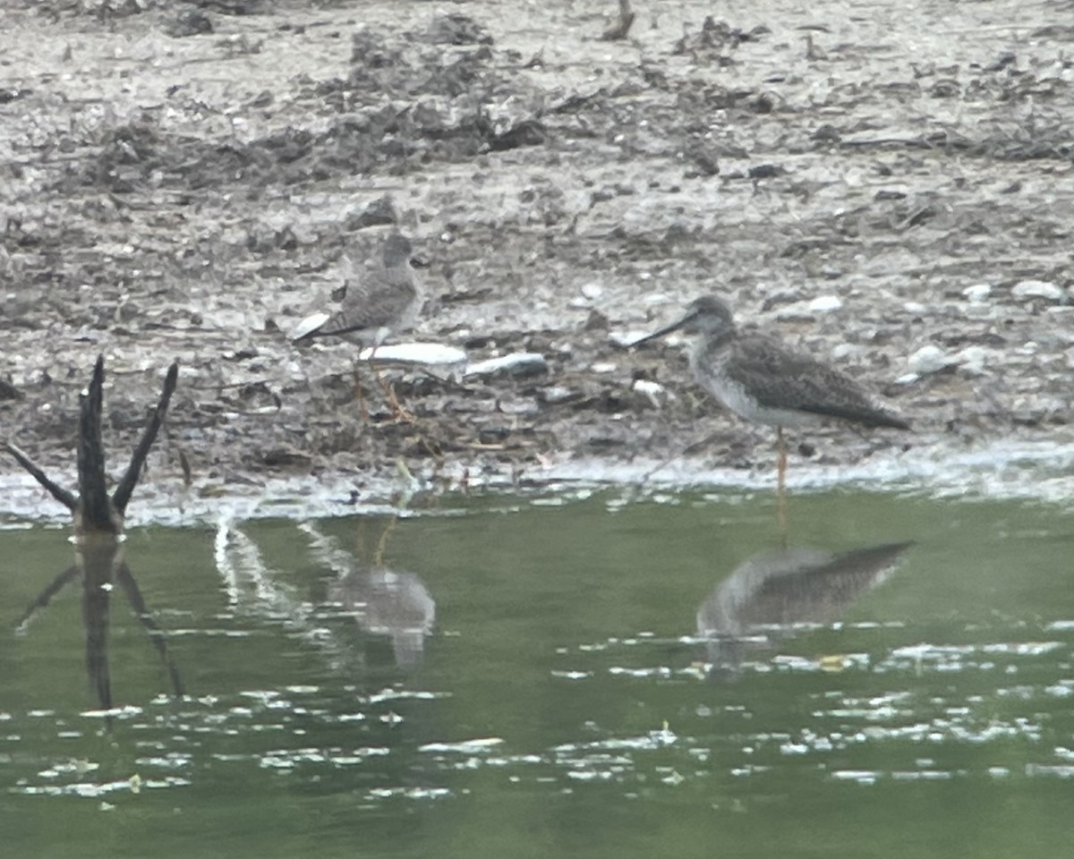 Greater Yellowlegs - ML555731921