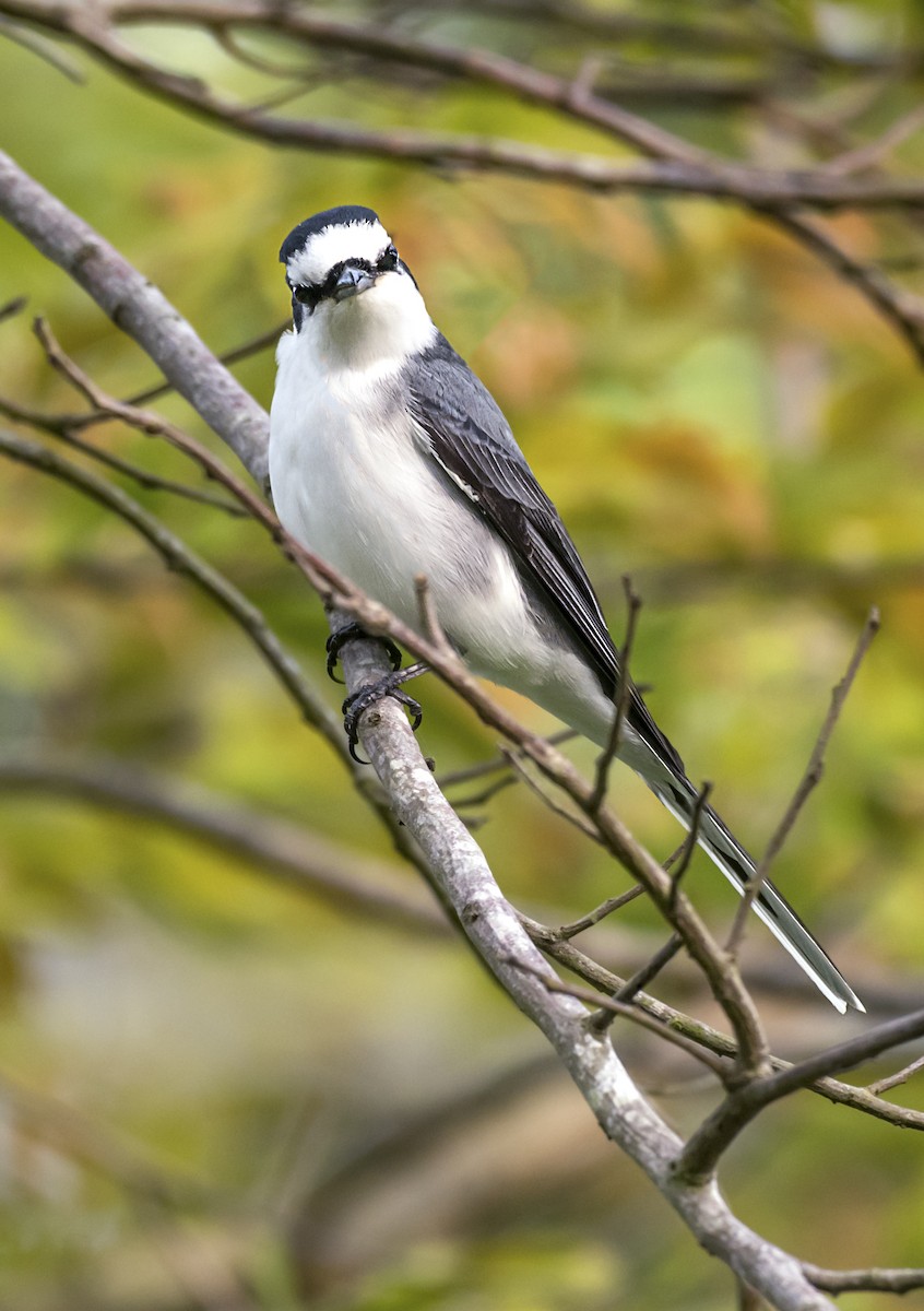 Ashy Minivet - Adrian Moss