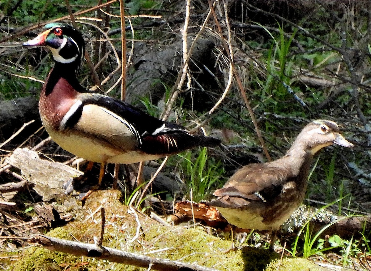 Wood Duck - ML555732401