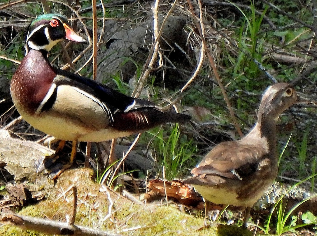 Canard branchu - ML555732591