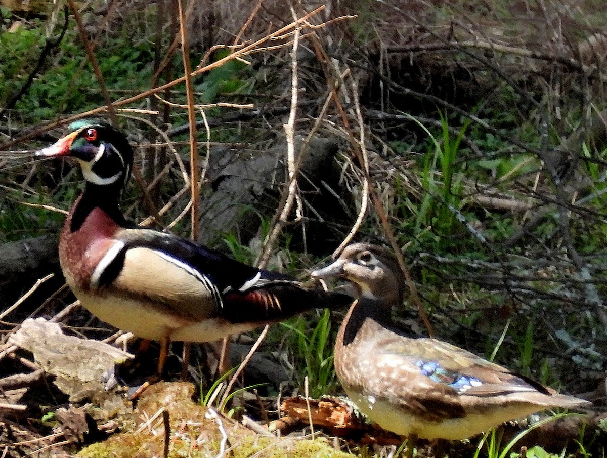 Wood Duck - ML555732771