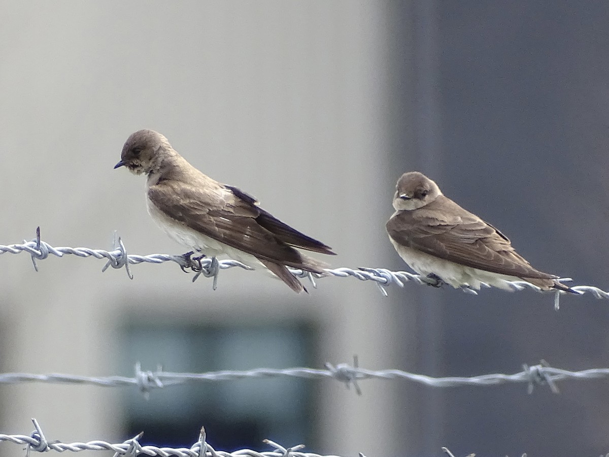 Northern Rough-winged Swallow - ML555733241