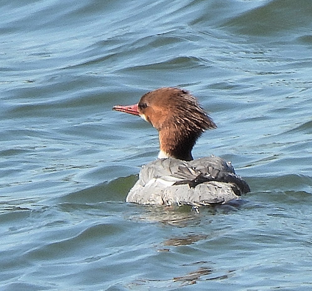 Common Merganser (North American) - ML555733401