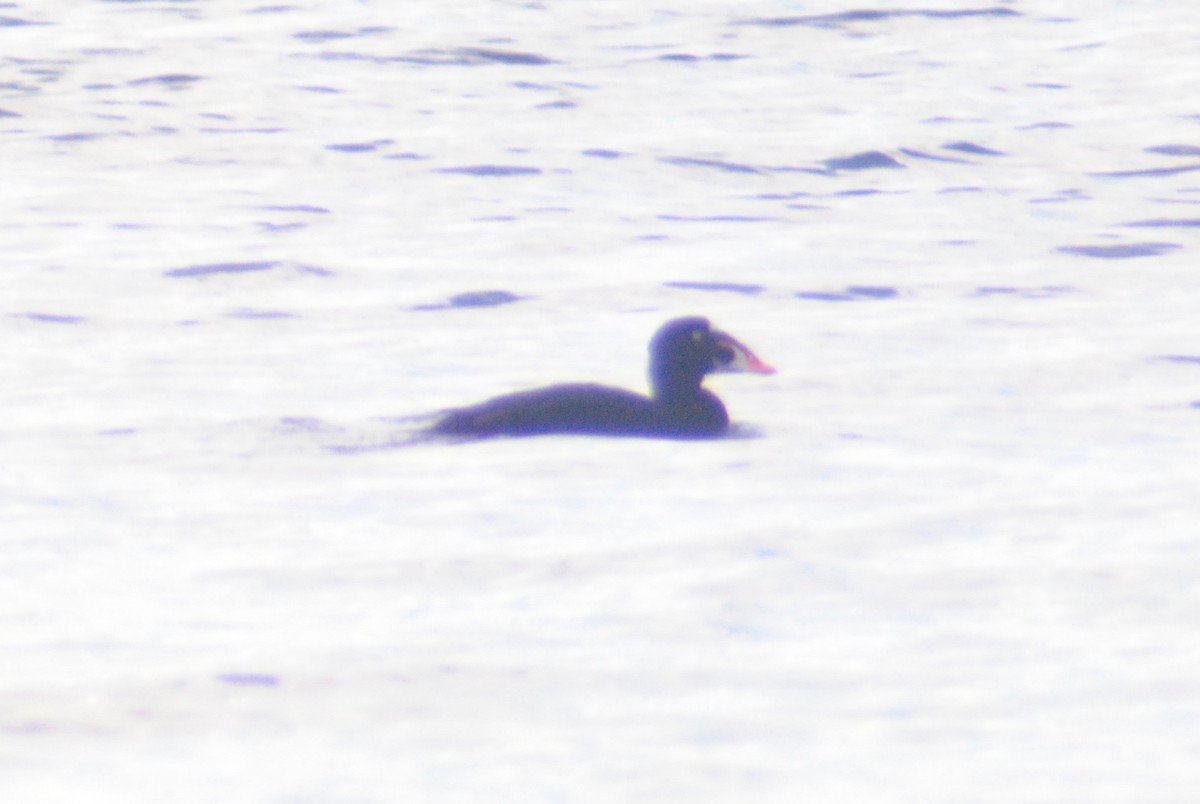Surf Scoter - ML55573361