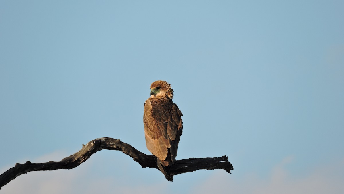 Bateleur des savanes - ML555734731