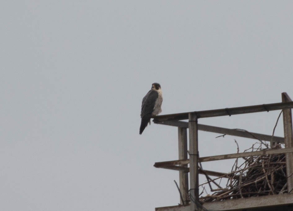 Peregrine Falcon - ML555735711