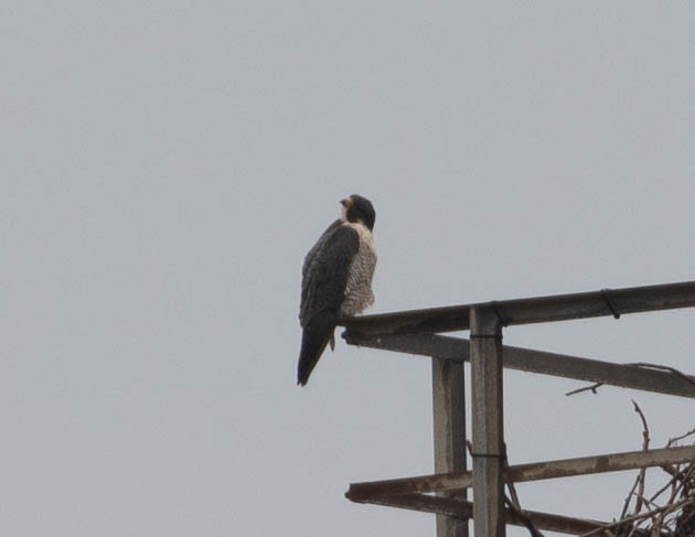 Peregrine Falcon - ML555735721