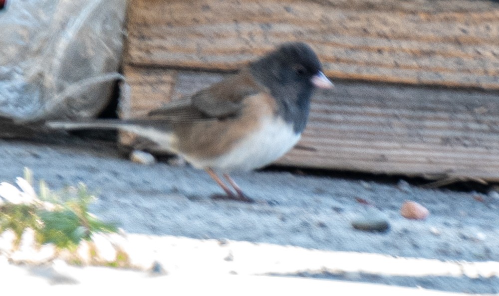 Dark-eyed Junco (Oregon) - ML555737561