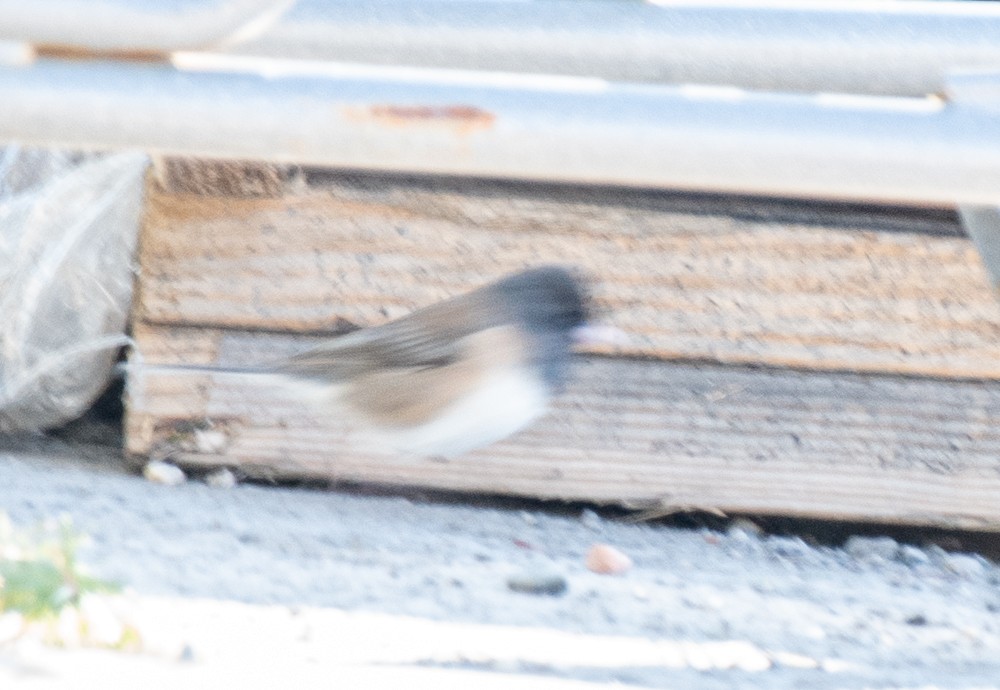 Dark-eyed Junco (Oregon) - ML555737571